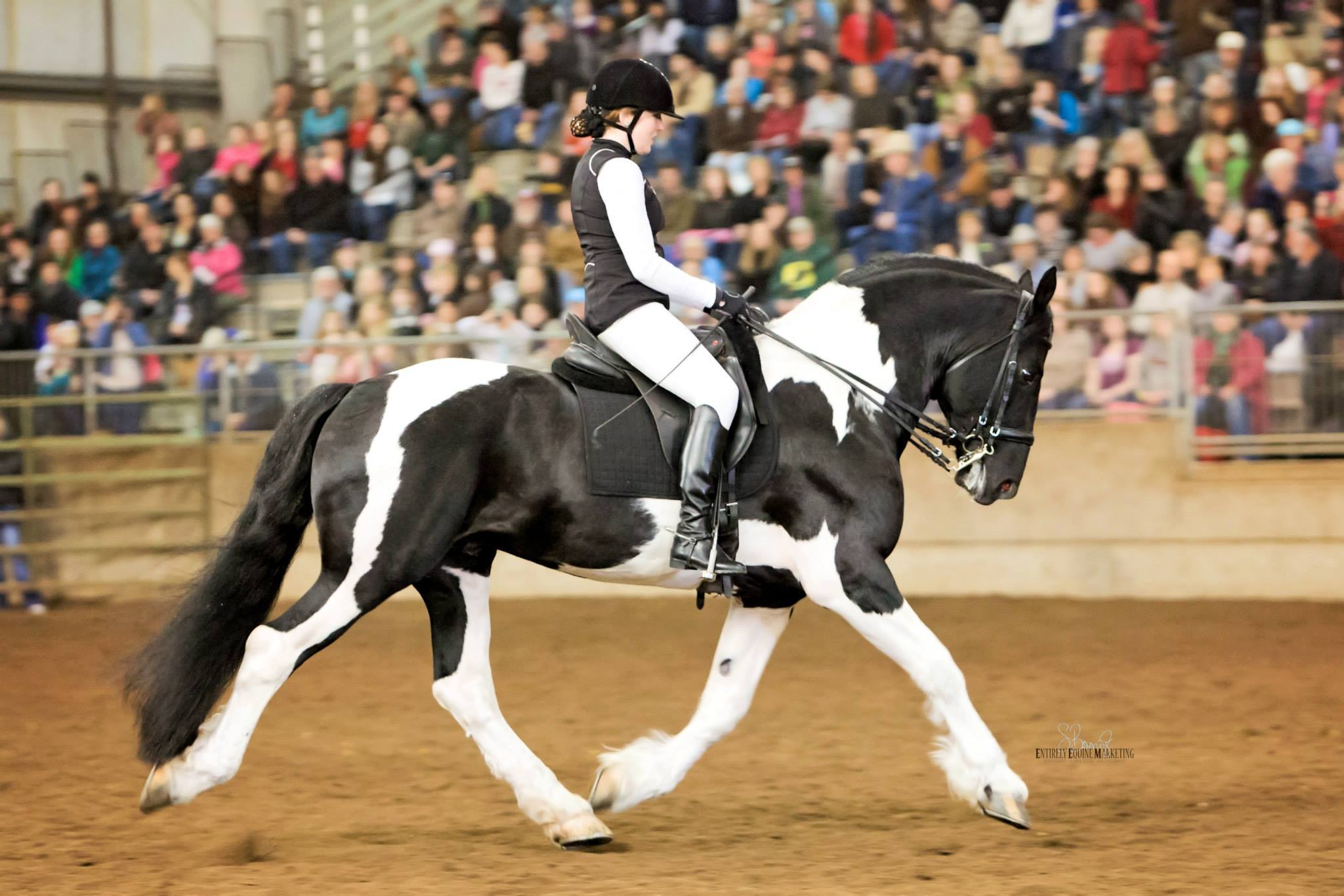 Pinto Friesian Stallion - ORCA